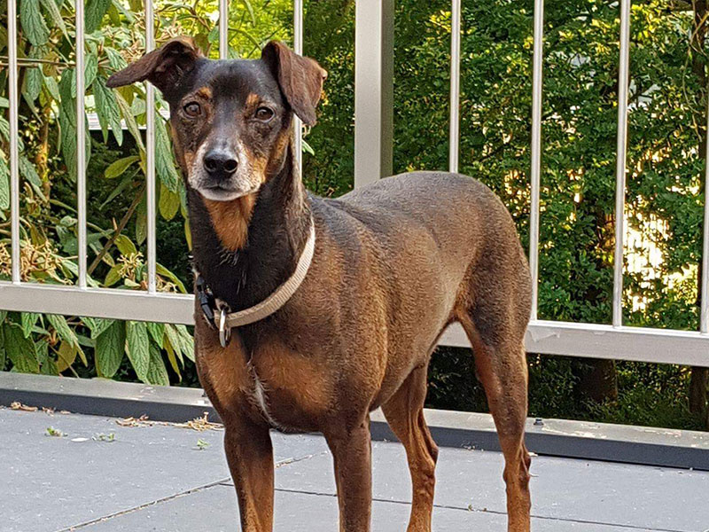 Pancho Bürohund