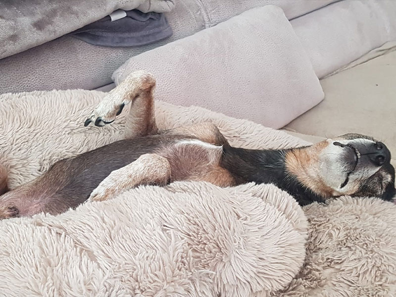 Hund im Büro