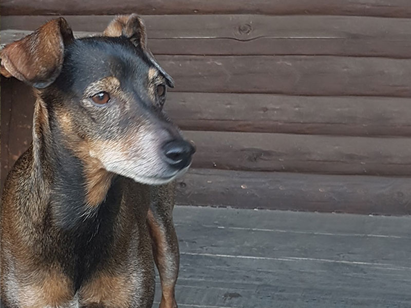 Bürohunde