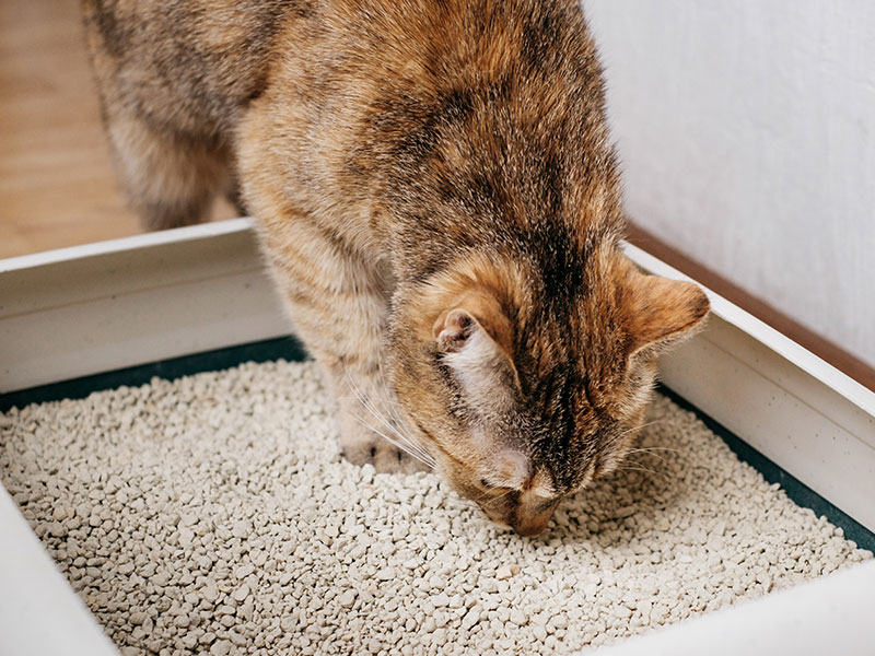 Katzen zusammenführen