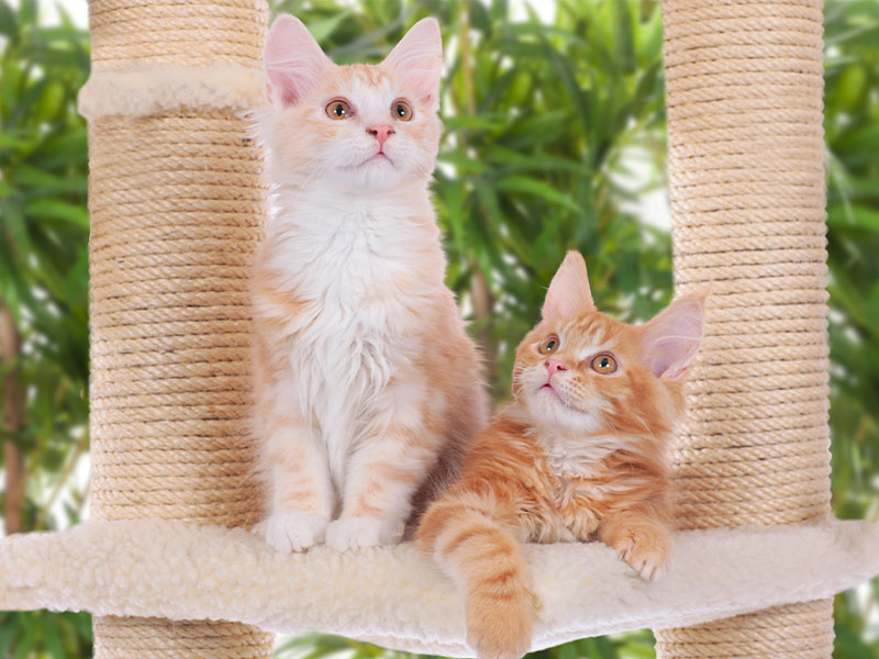 Wie Katzen zusammenführen