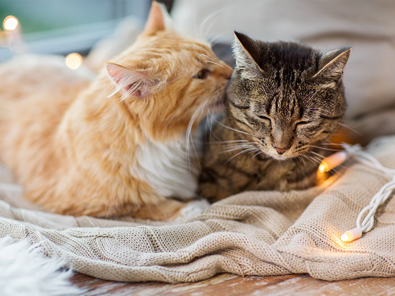 Katzenfreunde